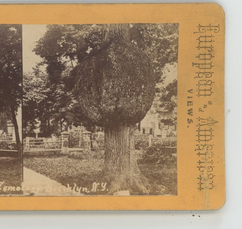 Gnarled oak greenwood cemetery - oak,